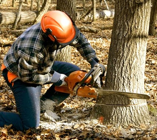 Tree Removal in Bolton, MS